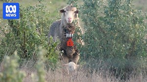 Sheep Shelters: Trialling edible shelters to boost lamb survival