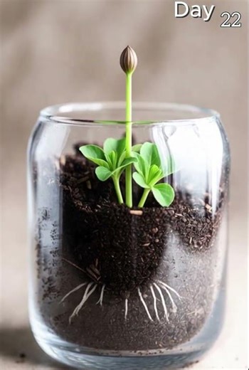 Watch a Petunia Grow | Stunning Flower Bloom Timelapse