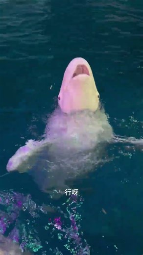 Dolphin Loves Fish & Ice Treats 🐬❄️ | Heartwarming Ocean Feeding