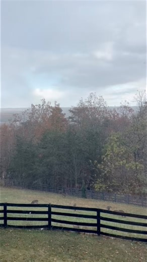 ❄️ Snow flurries in Clarkesville! ❄️ This video was taken around 4PM today (Nov. 10) — the first flakes of the season falling today all around North Georgia! My sister caught this from her home in Clarkesville. 🏔️☃️ In case you are wondering..she feeds the deer and they hang out at her house all the time 😂 Did you see snow too? Post your snow flurry photos in the comments and tell us where you are! 🌨️💙 | Mountains & Main