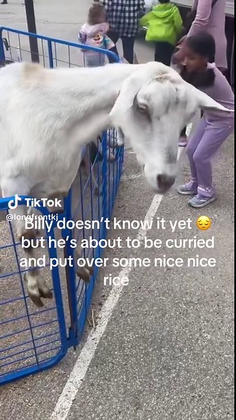 @me if you want some curry goat 60 a plate #fypppppppppppppppppppppp #🇯🇲 #funny