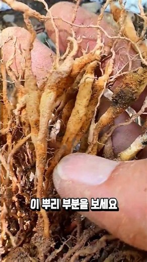 A native plant where both leaves and roots are precious