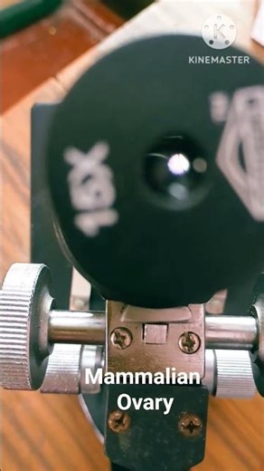 Mammalian Ovary under Microscope 🔬| #biology #scienceshorts #kaushikbanerjee