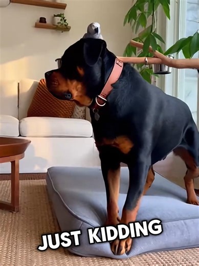 The Farming Dog: A Hilarious Adventure in Agriculture