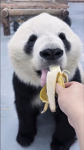 Why Pandas are so Adorable? #panda #animals #pandalife