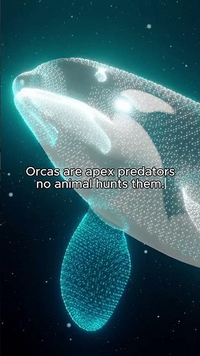 Orcas vs Great White Sharks | The True Ocean Kings #orca