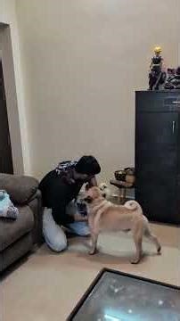 CHRISTMAS SHOPPING FOR BOYS |#dogs #lifestyle #pets #petlover #dogshorts #puppies