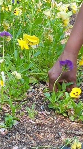 How To Deadhead Pansy Flowers