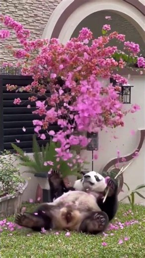 Very Happy Panda 🐼💖 | Cute Panda Moments That Will Make You Smile 😊_ #cute #panda #animals