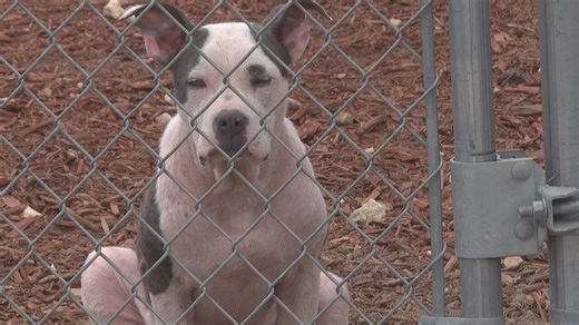 Levy County Animal Services is now under Sheriff’s Office control