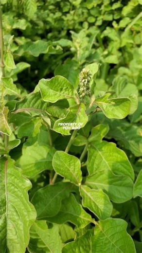 Achyranthes Aspera ‼️ TANAMAN JARONG #jarong #AchyranthesAspera #achyranthes