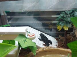 Juvenile male oriental fire bellied toad - £40