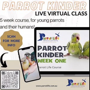 🧩Parrot Kinder Classes🧩 🤚Are you welcoming a baby parrot into your family or preparing to do so soon? Don't miss out on our Parrot Kinder Classes! These virtual classes offer invaluable insights into reading body language, mastering the fundamentals of parrot training, and effectively navigating and resolving behavioural issues.🦜 ✅Training birds when they are young not only establishes a strong bond between you and your bird but also sets a solid foundation for lifelong learning and desirabl