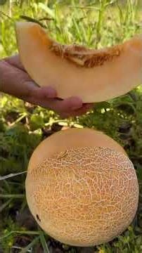 If you don't eat these 10 things in summer, your body will become dry #recipe #food #amazingfac...