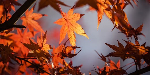 Fall festivals in full swing across Wichita area