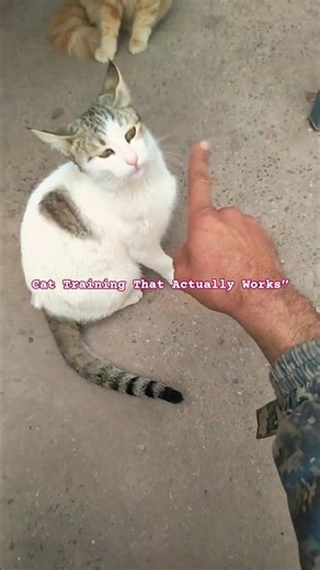 😚Cat Training That Actually Works”