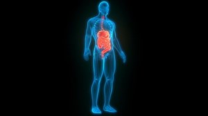 Human Digestive System Anatomy Animation Concept Stock Footage Video (100% Royalty-free) 1061483500 | Shutterstock