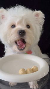 1.9K views · 54 reactions | Vip Life Of A Beautiful Dog | Beautiful World | Facebook