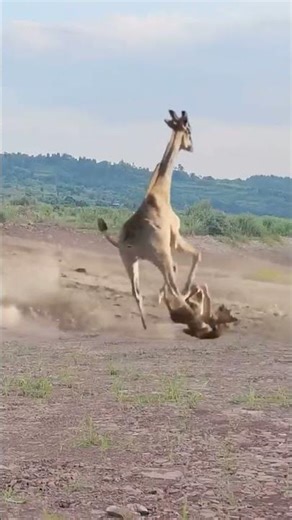Lion vs Giraffe: The Deadly Clash of Strength and Survival!