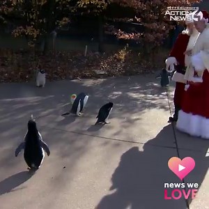 16K views · 399 reactions | PENGUIN PARADE  Here's a video of penguins on parade last month at Pittsburgh Zoo & PPG Aquarium! They'll continue to be out every Saturday and Sunday (weather permitting) through February. https://on.wtae.com/33nvElr | WTAE-TV Pittsburgh | Facebook
