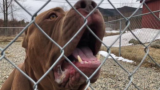HULK GIANT PIT BULL GUARDS YARD