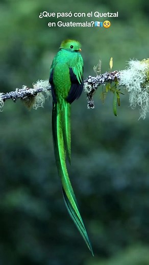 El misterio del Quetzal en Guatemala