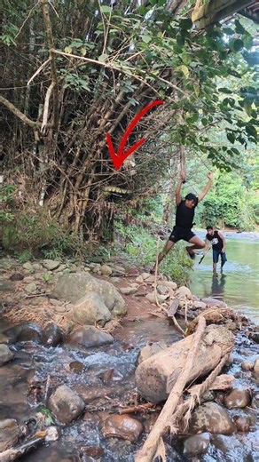 Aggressive python waiting in Bamboo 😱 #nature #shorts #wildlife