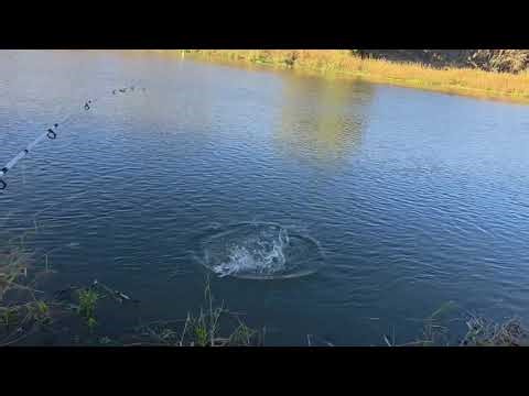 "Catching Wild Carp in a California River – Full Fishing Day!"