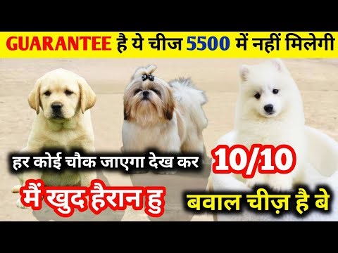 ये पहली बार देखोगे 🔥 | इतनी तगड़ी क्वॉलिटी |Golden labrador | Shih tzu | pomeranian puppies