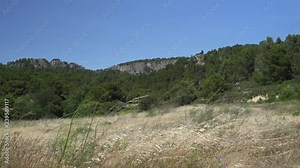 Pine tree forest on the hills of La Clape at the Mediterranean in southern France - windy day