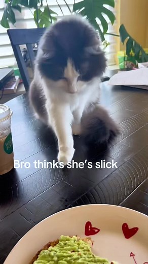 Smart Cat: Adorable and Funny Moments