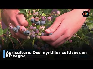Agriculture. Des myrtilles cultivées en Bretagne