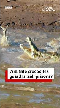 Could Nile crocodiles become Israel’s newest prison guards? - BBC Africa