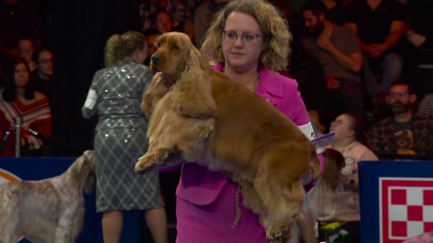 2025 NDS: English Cocker Spaniel