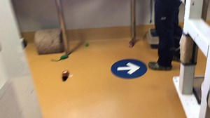 Explore the Brampton Animal Shelter – virtually!🐱🐶 Groups can book virtual tours with Brampton Animal Services to learn about the shelter, local wildlife, communicating with cats, dog do’s and don’ts, and more with our expert team. Email animal.services@brampton.ca to sign up. | City of Brampton – Your Local Government