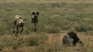 Are honey badgers secretly the final boss of the wild?