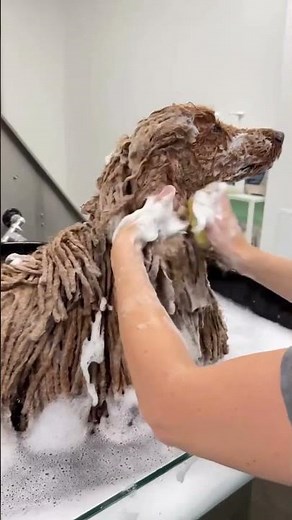 When a dog goes to the hair salon