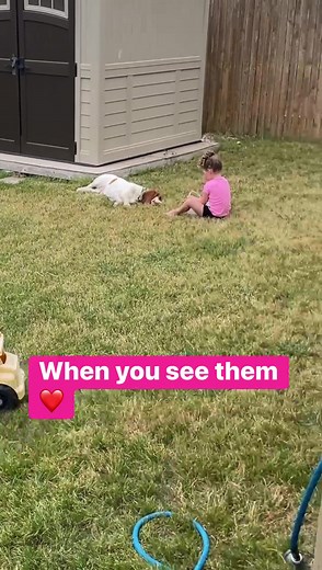 5.5K views · 101 reactions | Adventures of hound dog and girl  #bassetthound #puppy #family | Jennifer Harrison | Facebook