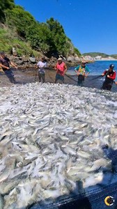 433K views · 8.5K reactions | Fartura Do Peixe Xerelete Na Praia Da...