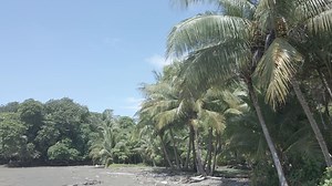 Palm Trees, Beach, Ocean. Free Stock Video