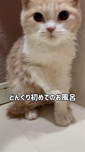【どんぐり🐾初めてのお風呂】