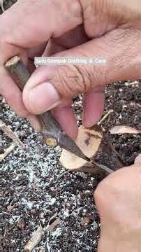 Grafting technique of cleft grapevine using one scion