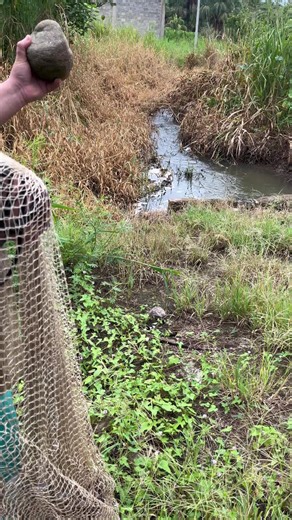 Catching giant grouper #fishinglife #bigfish