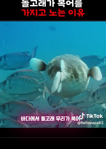돌고래가 복어로 취하는 놀라운 행동
