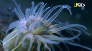 13K views · 348 reactions | Pour se reproduire, l'anémone de mer est capable de se cloner : elle se divise comme une cellule, ce qui lui permet de coloniser des territoires entiers. | Nat Geo Wild France | Facebook