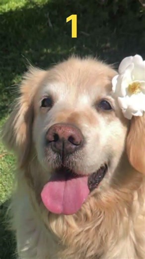 like share comment and do not forgot to subscribe my video 📸 #officalvideo #youtubeshorts #yt