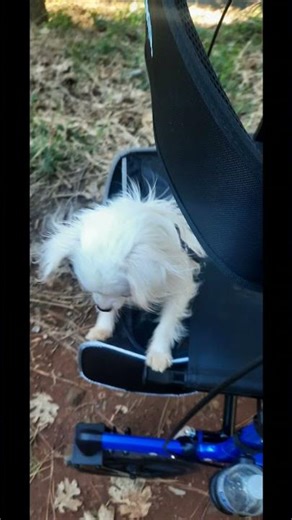 Tinkerbell got tired and hitched a ride #chihuahuafanclub