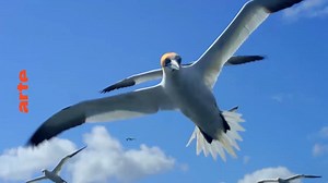 15K views · 162 reactions | Der Traum vom Fliegen wird wahr! In John Downers Doku "Fantastische Reise der Vögel", könnt ihr die Welt aus der Vogelperspektive betrachten.  so.arte/voegel | Arte | Facebook