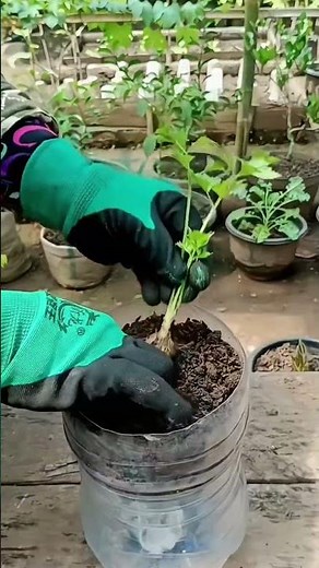 DIY Self-Watering Planter from Plastic Bottles! 💧 Never Overwater Again #Shorts #GardeningHacks