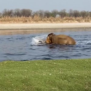 Wildlife SOS on Reels | Facebook